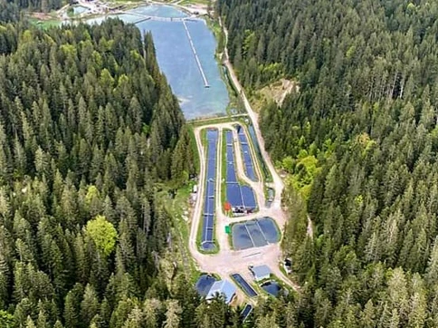 Besatzfische / Zucht